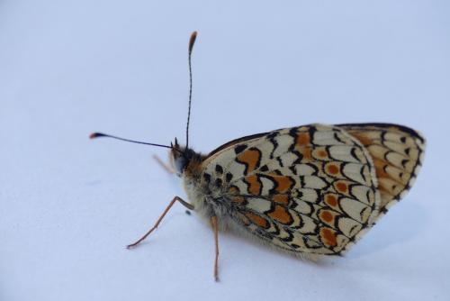 Réf. 181 776 : Melitaea phoebe